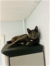 adoptable Cat in sanford, nc, NC named PANCAKE MAN