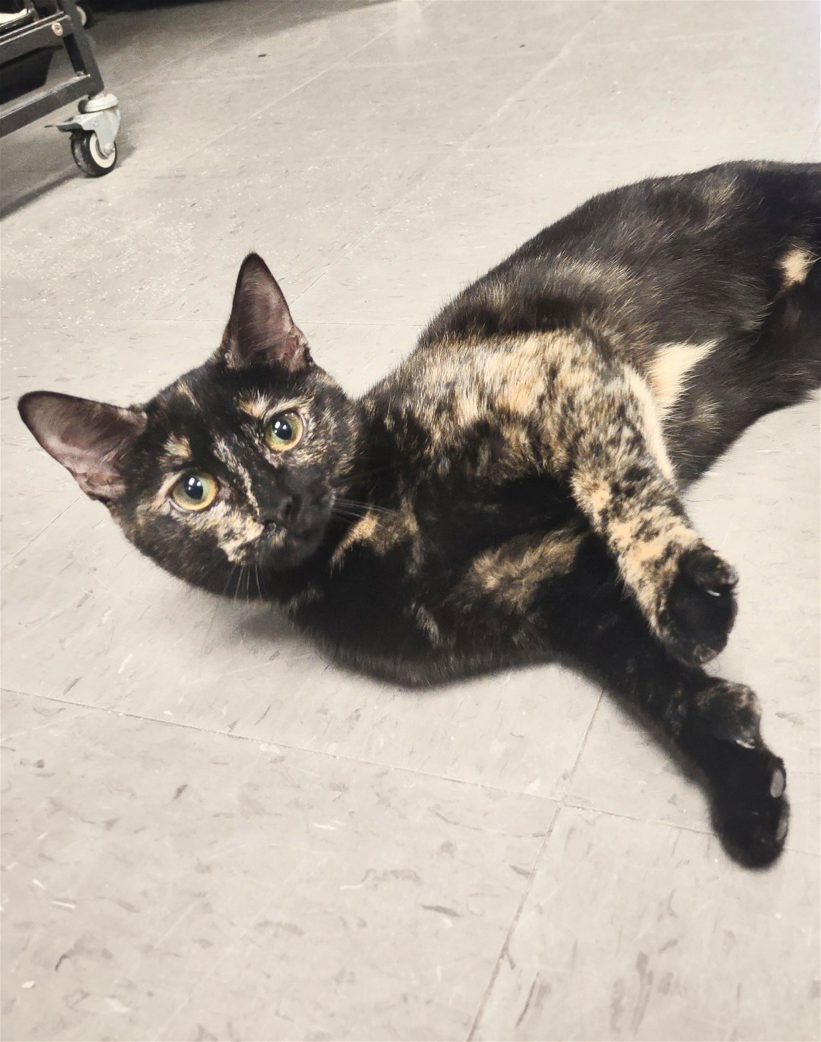 adoptable Cat in Sanford, NC named KOALA