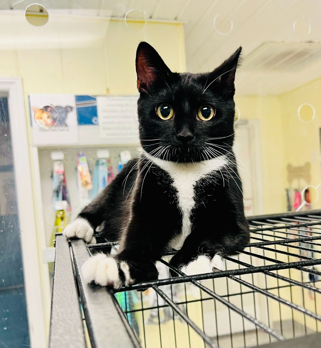 adoptable Cat in Sanford, NC named MONKEY