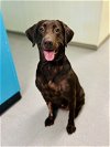 adoptable Dog in sanford, nc, NC named JOURNEY