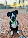 adoptable Dog in sanford, NC named CHEF BOYARDEE