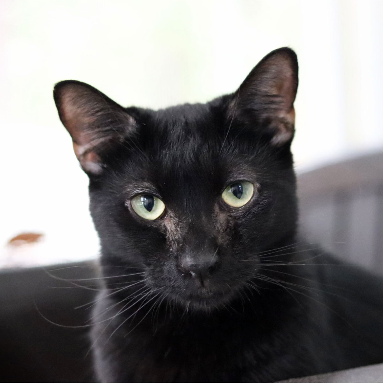 adoptable Cat in Sanford, NC named Maple Bacon