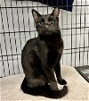 adoptable Cat in sanford, NC named APPLE FRITTER