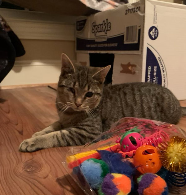 Bindy (Foster Animal)