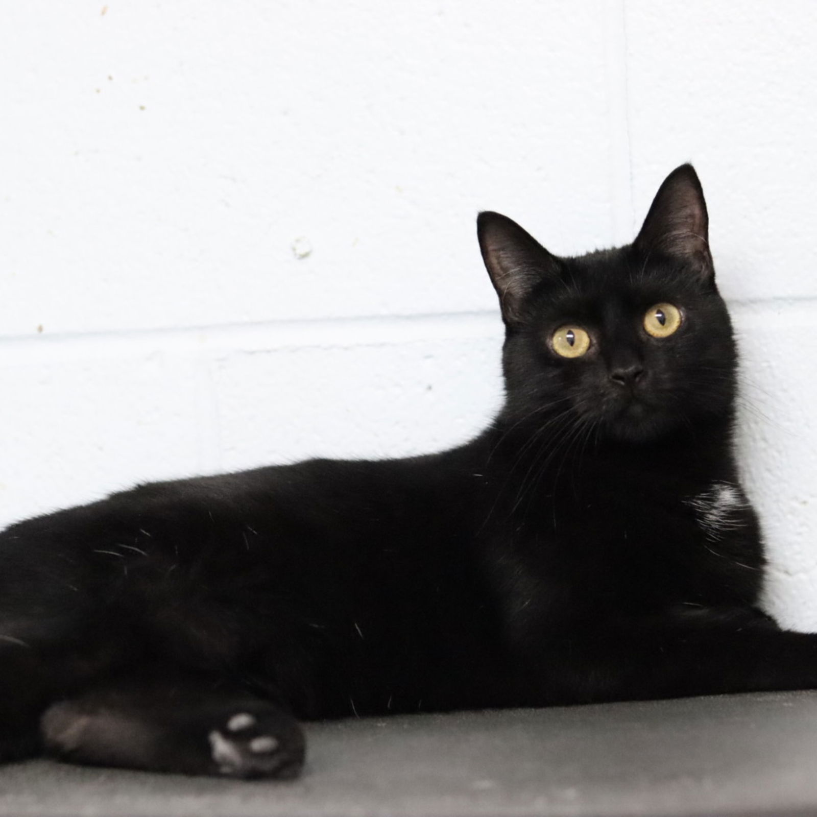 adoptable Cat in Sanford, NC named Mint Chip