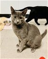 adoptable Cat in sanford, NC named DONKEY KONG