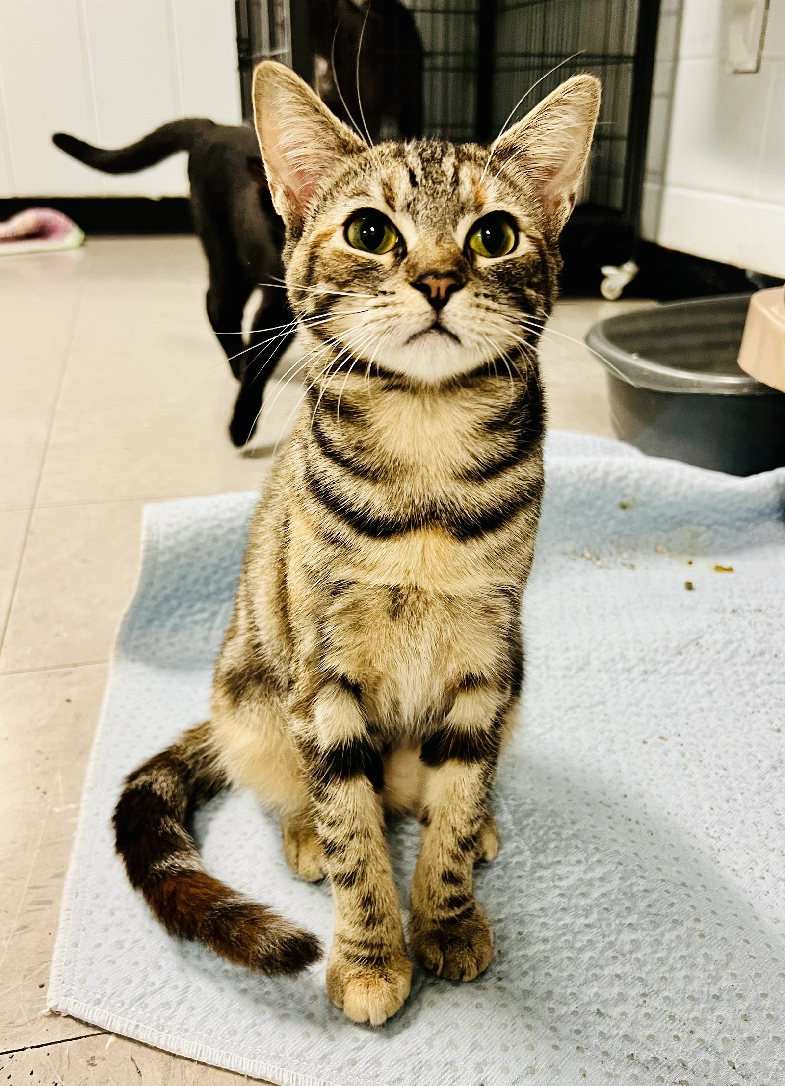 adoptable Cat in Sanford, NC named KIRBY