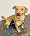adoptable Dog in sanford, NC named CORNBREAD (BONDED WITH CHILI)
