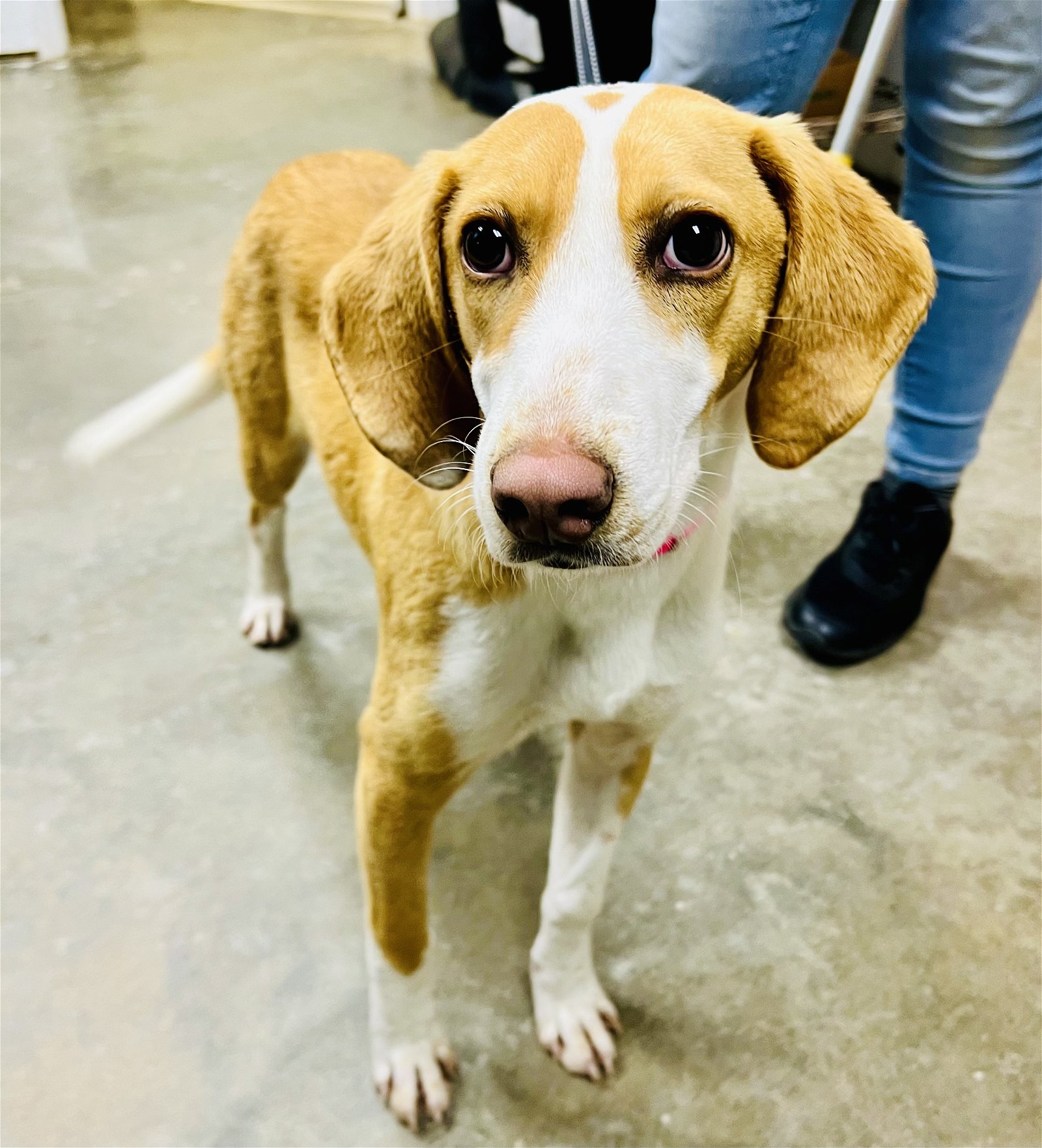 adoptable Dog in Sanford, NC named Circus Peanut