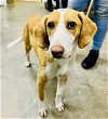 adoptable Dog in sanford, NC named Circus Peanut