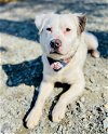 adoptable Dog in , NC named CRUNCHWRAP