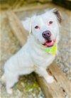 adoptable Dog in sanford, NC named CRUNCHWRAP