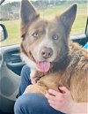 adoptable Dog in sanford, NC named OCEAN