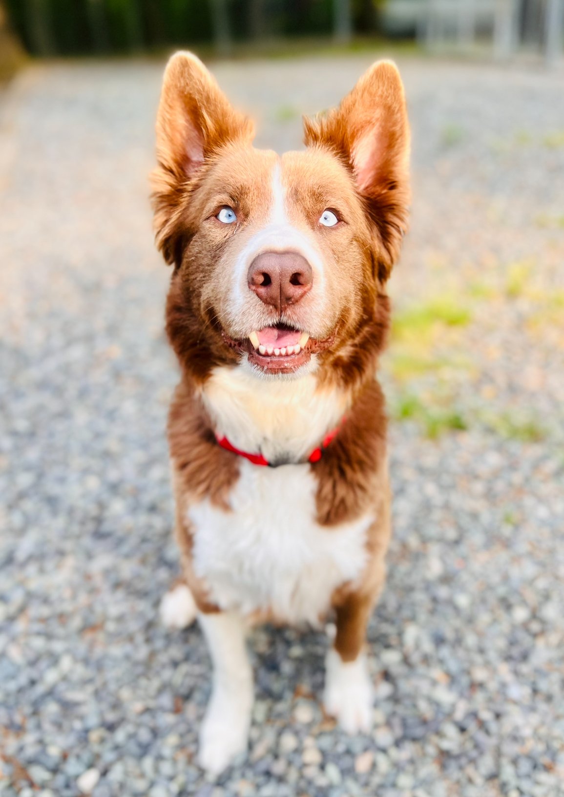 adoptable Dog in Sanford, NC named OCEAN