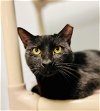 adoptable Cat in sanford, NC named Farell