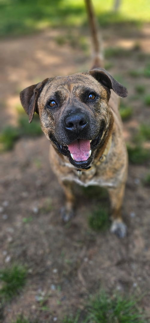 Chewy *adoption fee half off!!!*