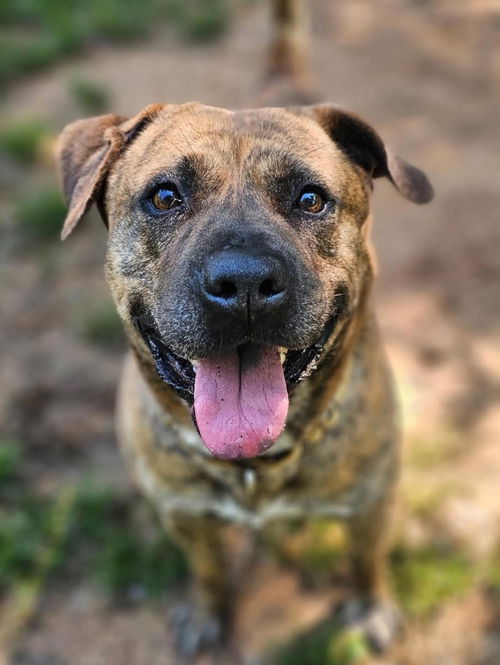 Chewy *adoption fee half off!!!*