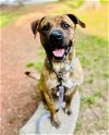 adoptable Dog in sanford, NC named CHEWBACCA