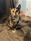 adoptable Cat in sanford, NC named GALAXY