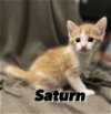 adoptable Cat in sanford, NC named SATURN