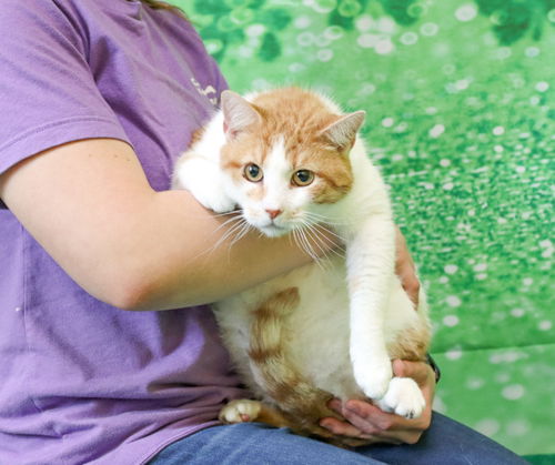 Burtrum (Foster Animal)