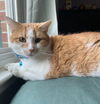 Burtrum (Foster Animal)
