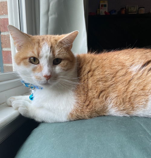 Burtrum (Foster Animal)
