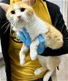 adoptable Cat in sanford, NC named BURTRUM