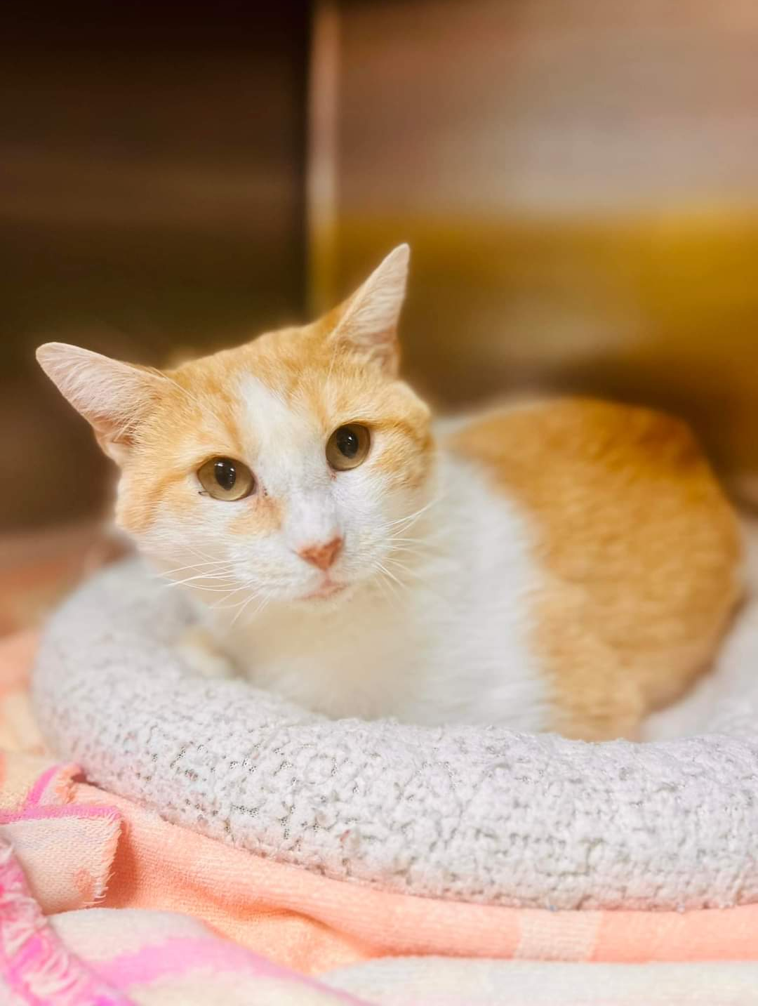 adoptable Cat in Sanford, NC named Burtrum (Foster Animal)