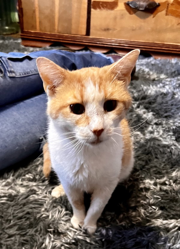 Burtrum (Foster Animal)