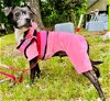 adoptable Dog in sanford, NC named CALIFORNIA Roll