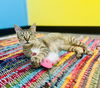 adoptable Cat in Sanford, NC named Dee Dee