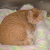 Morris
