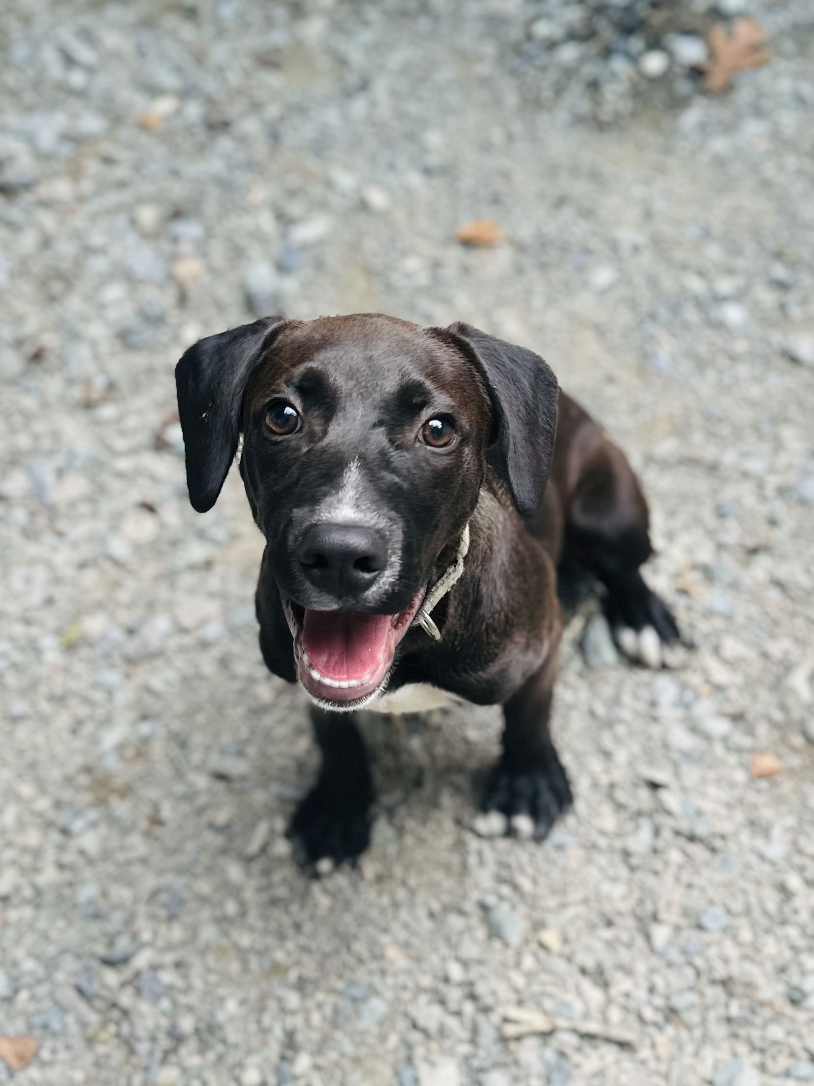 adoptable Dog in Sanford, NC named Little Von