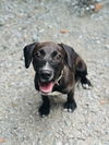 adoptable Dog in Sanford, NC named Little Von