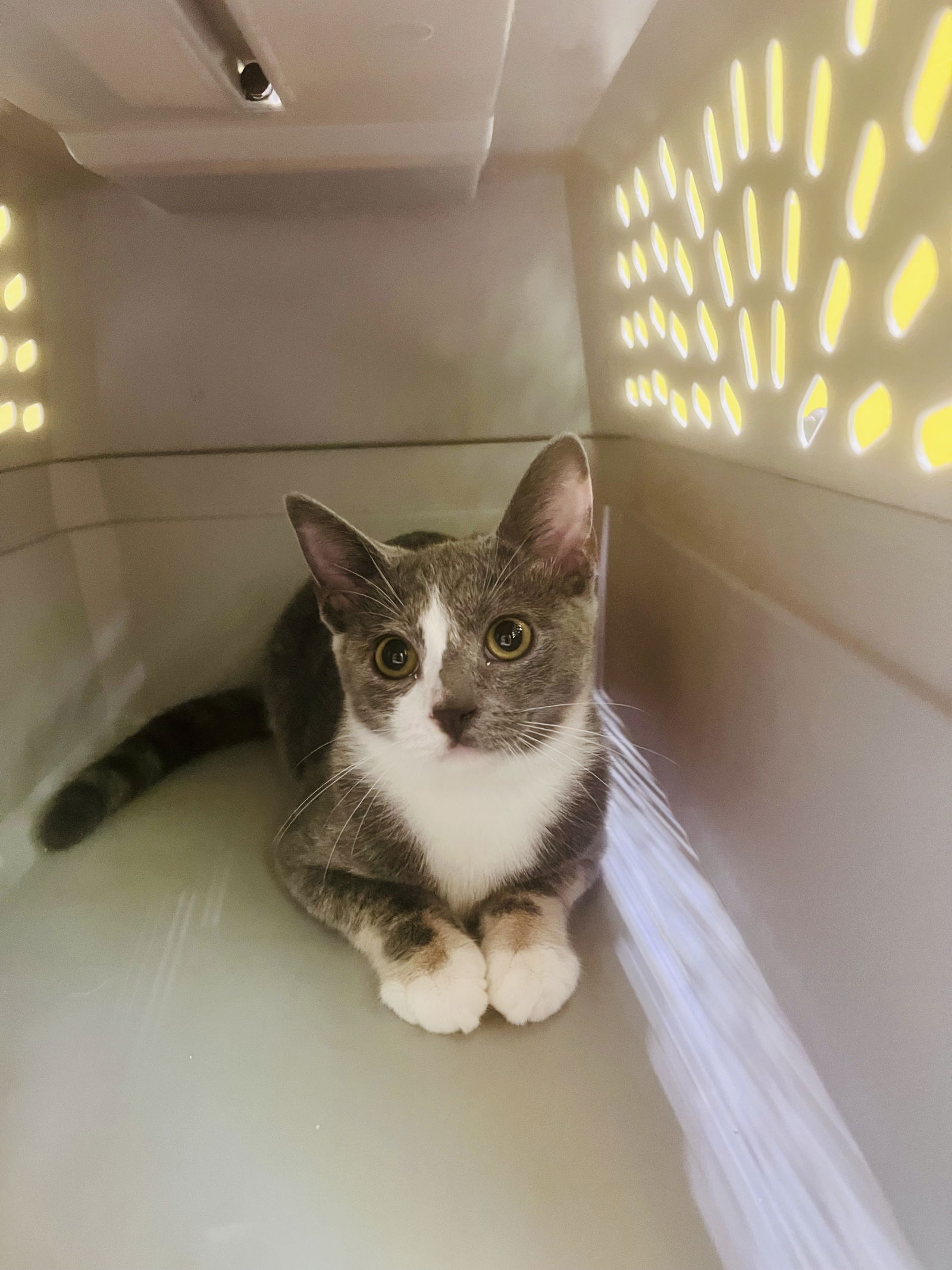 adoptable Cat in Sanford, NC named Dandelion