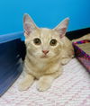 adoptable Cat in Sanford, NC named Lady Bug