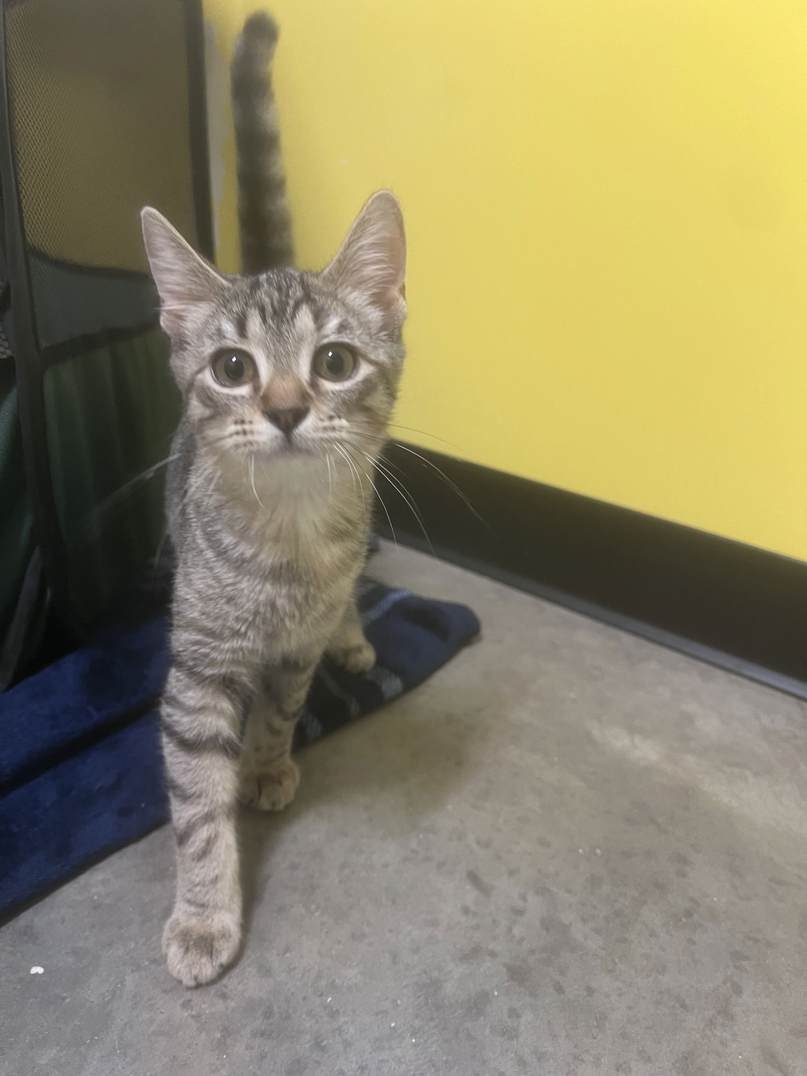 adoptable Cat in Sanford, NC named Sundance