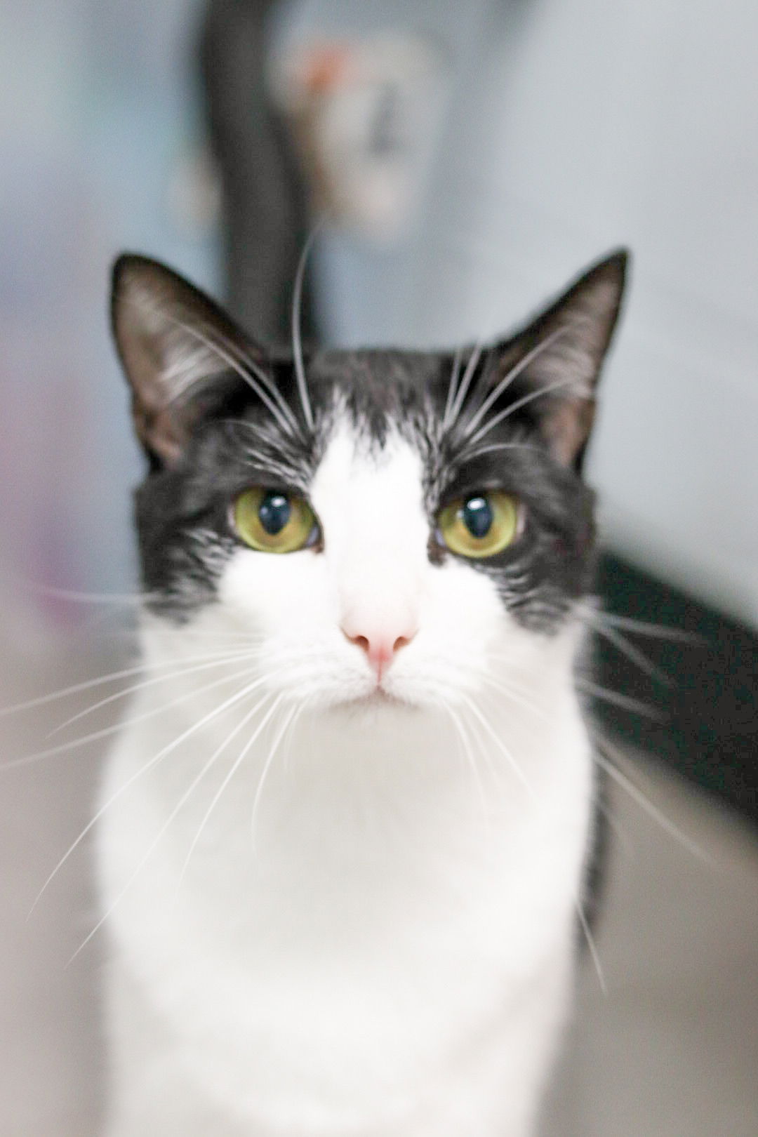 adoptable Cat in Sanford, NC named Fonda Lupita