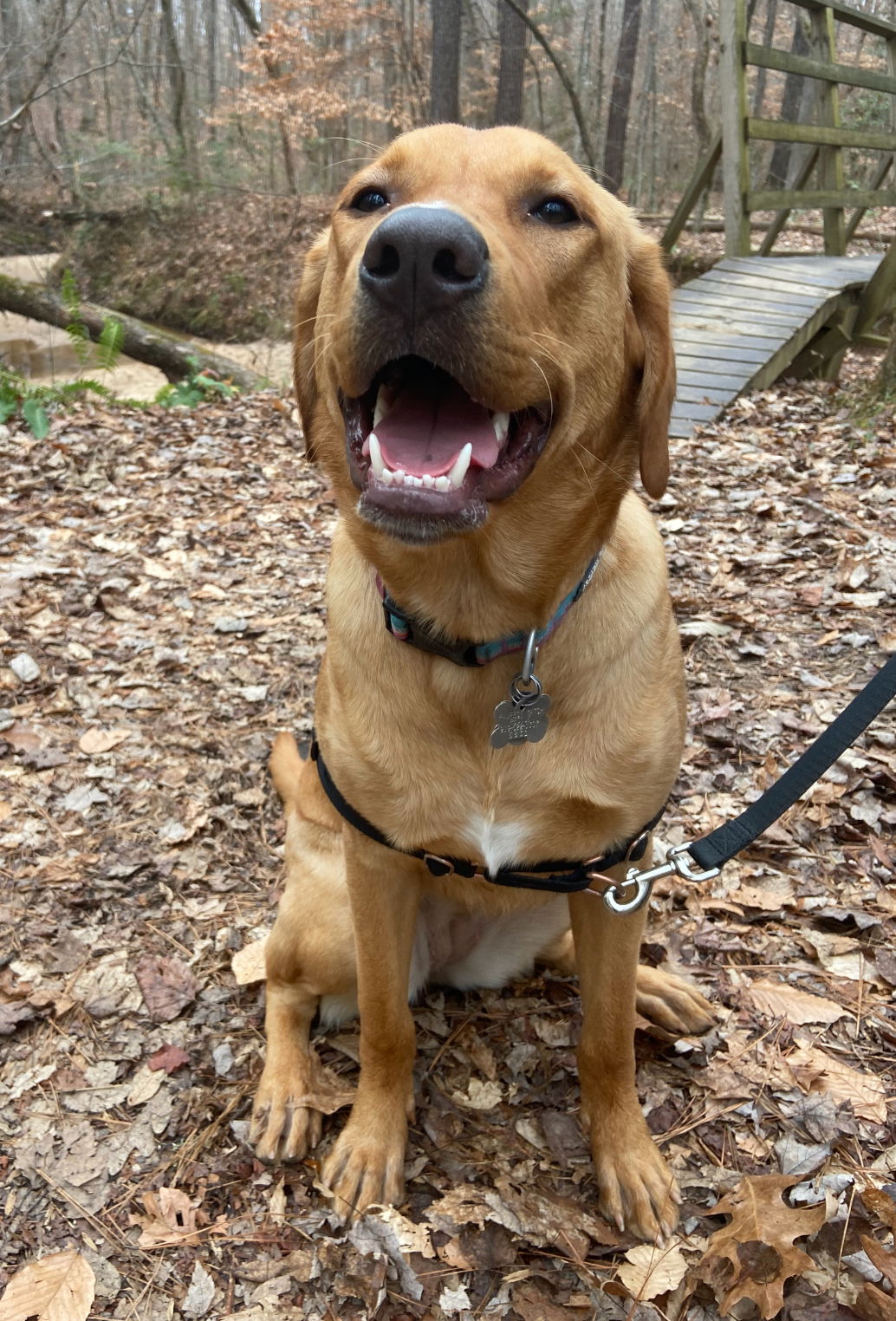 adoptable Dog in Sanford, NC named (courtesy post) SUKI