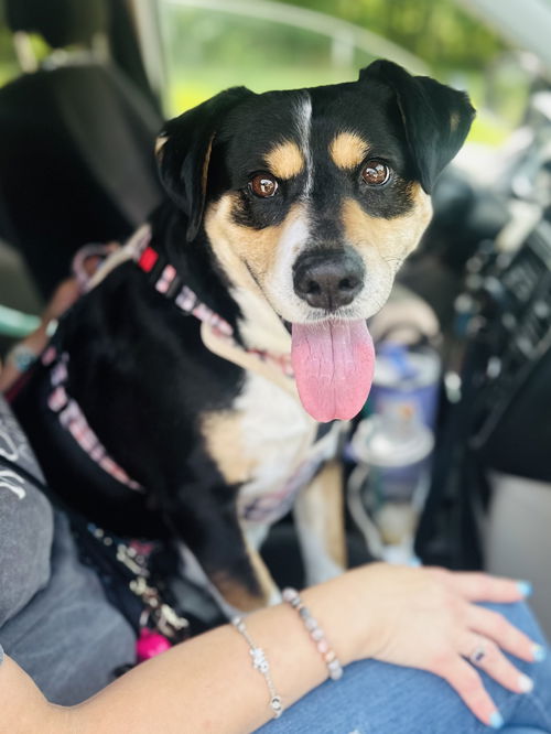 Violet (In Foster)