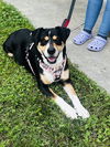 Violet (In Foster)