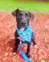 adoptable Dog in Sanford, NC named Surfer