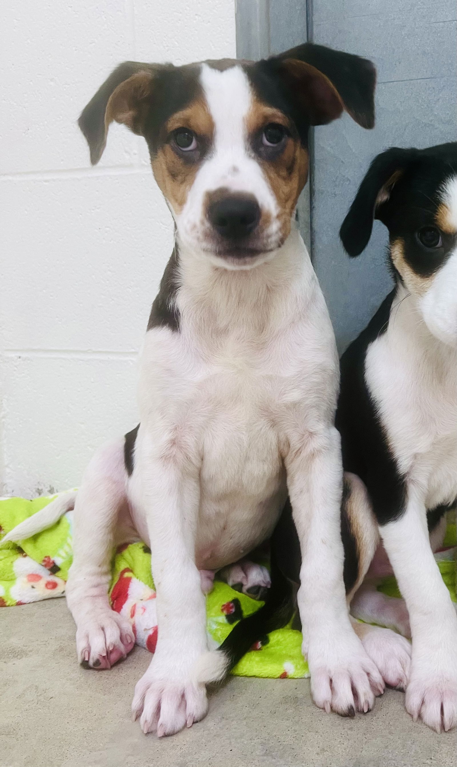 adoptable Dog in Sanford, NC named Oompa Loompa