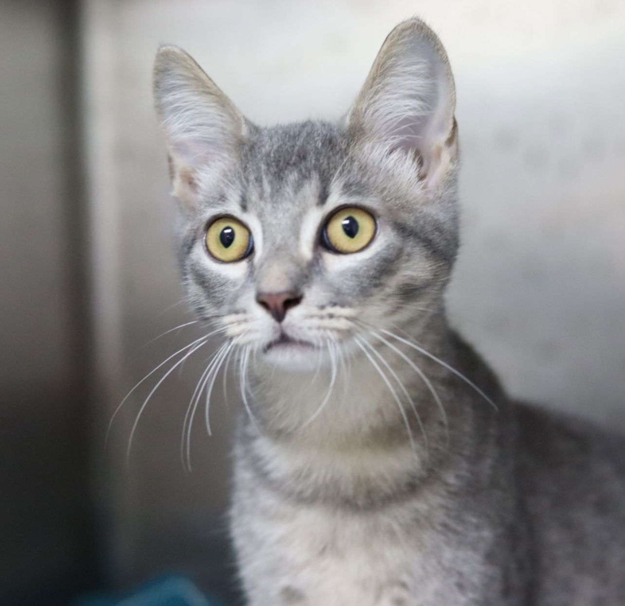 adoptable Cat in Sanford, NC named Dust Bunny