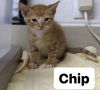 Chip