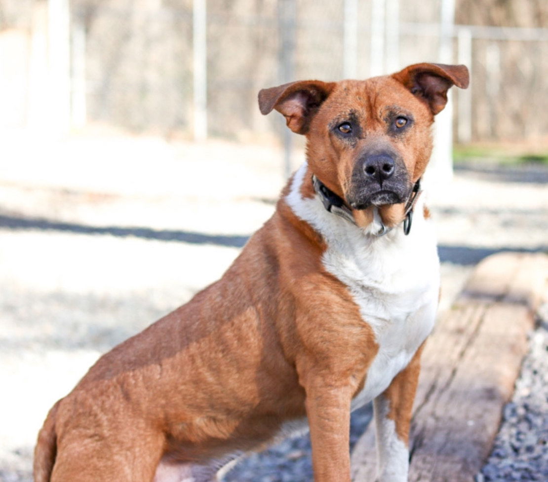 adoptable Dog in Sanford, NC named Emmitt (In Foster) adoption fee half off!!