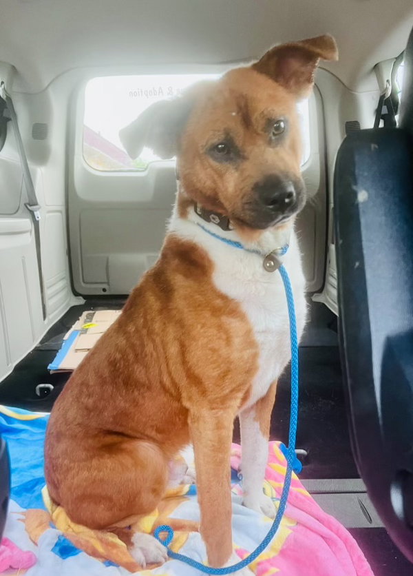 Emmitt (In Foster) adoption fee half off!!