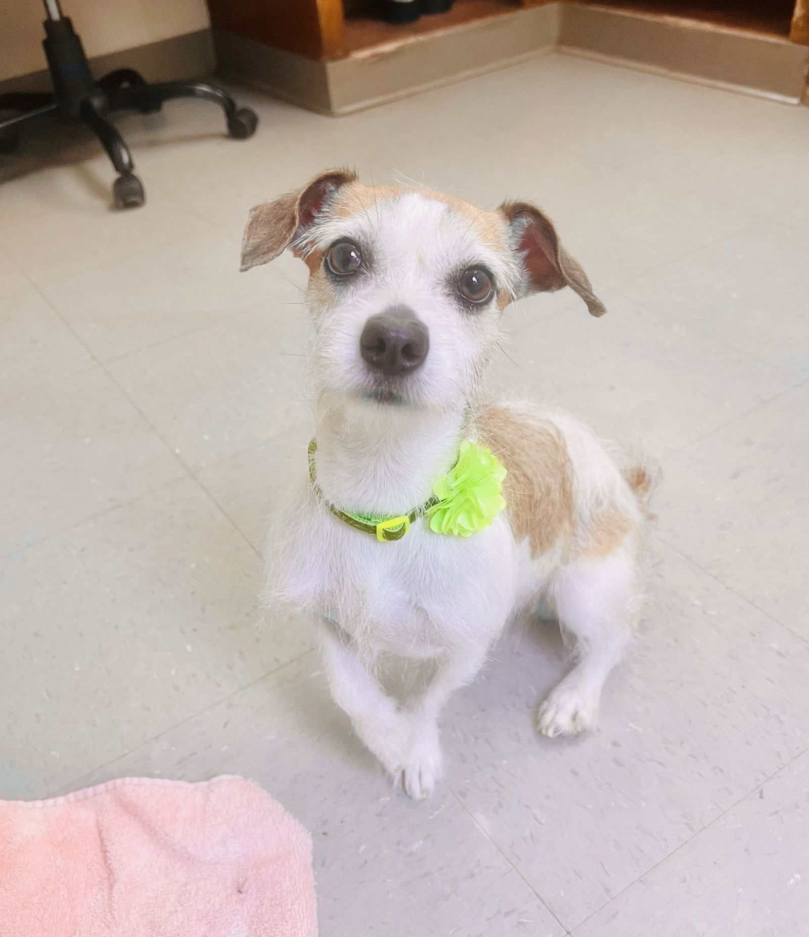 adoptable Dog in Sanford, NC named Eddy Crane