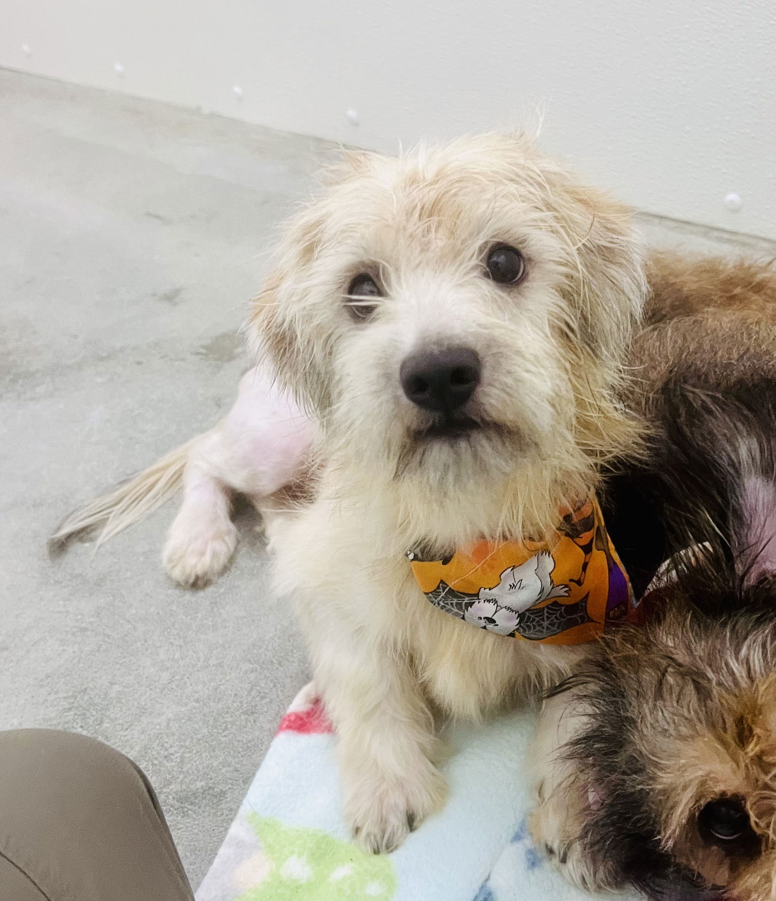 adoptable Dog in Sanford, NC named MARSHMALLOW